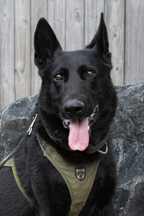 A black German Shepherd in a green harness sits alert by a gray rock and wooden fence, honoring the K9 Knight memorial as featured on the "Knight Watch" shirt from Born United Private Label.