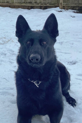 A black German Shepherd with upright ears sits alertly on snow, wearing a chain collar—a perfect tribute to the Knight Watch by Born United Private Label. A wooden fence and dry grass are seen in the background.