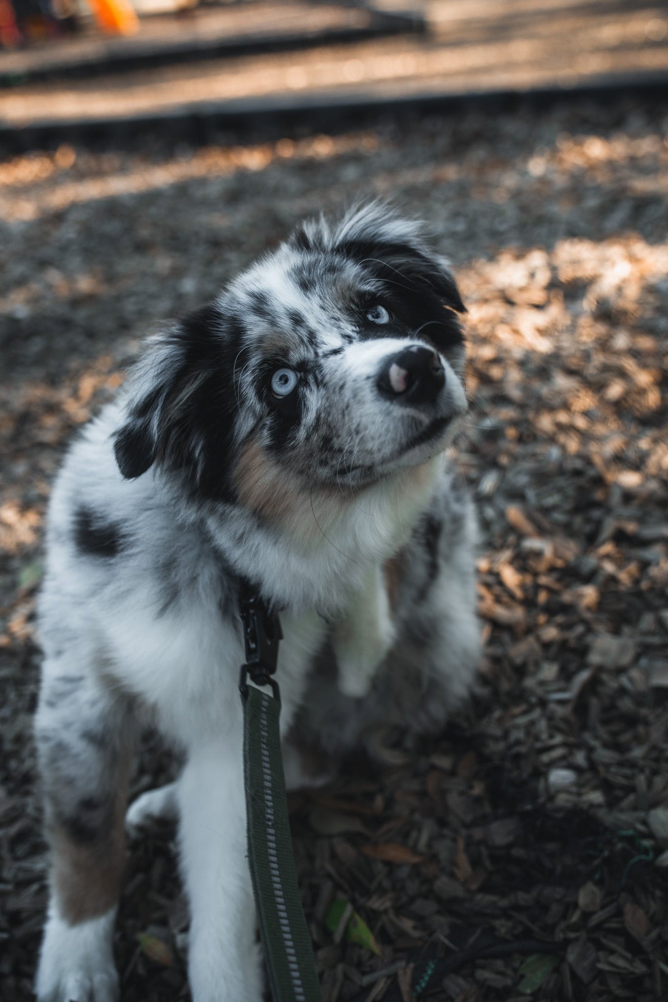 A blue-eyed Australian Shepherd with a merle coat sits on a leash outdoors, tilting its head—looking as unique and eye-catching as the BU Sip Sip Boom Mug from Born United Private Label.