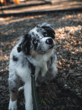 A blue-eyed Australian Shepherd with a merle coat sits on a leash outdoors, tilting its head—looking as unique and eye-catching as the BU Sip Sip Boom Mug from Born United Private Label.